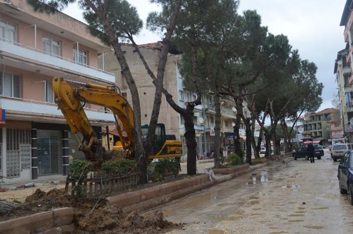 MHP'li Kula Belediyesi 59 çam ağacını kesti