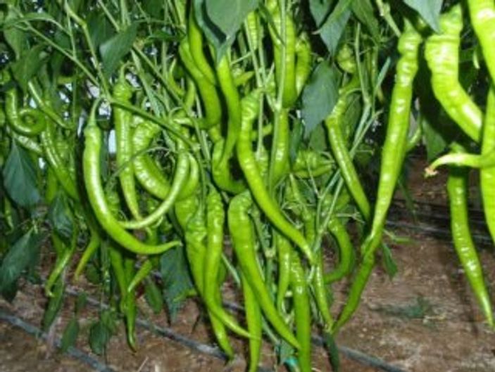 Mart ayının zam şampiyonu: Sivri biber