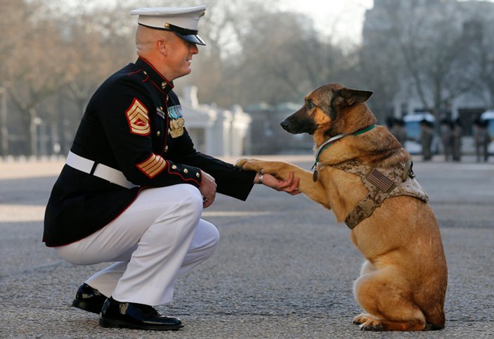 ABD ordusunun Lucca isimli köpeğine onur madalyası