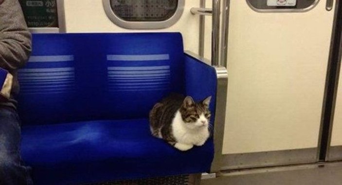 Metro ile seyahat eden Tokyolu fenomen kedi