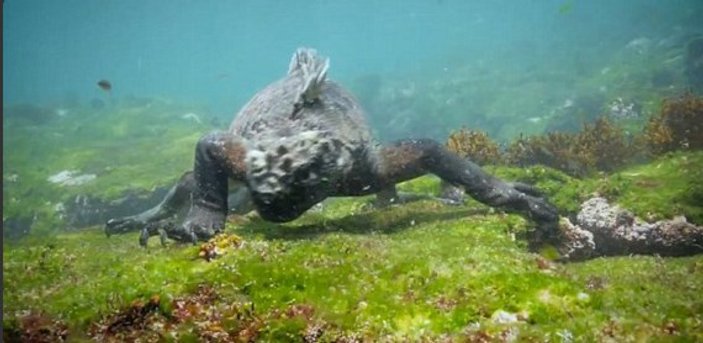 Su altındaki Godzilla benzeri canlı kamerada
