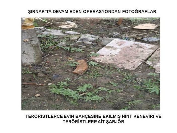 Şırnak'ta teröristin bahçesinden hint keneviri çıktı