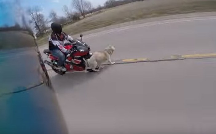 Otoyola giren köpeğin neden olduğu korkunç kaza kamerada