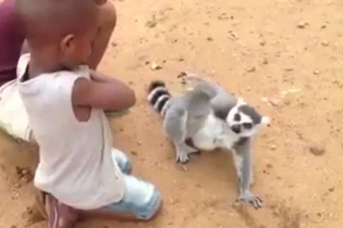 Büyük bir zevkle sırtını kaşıtan lemur