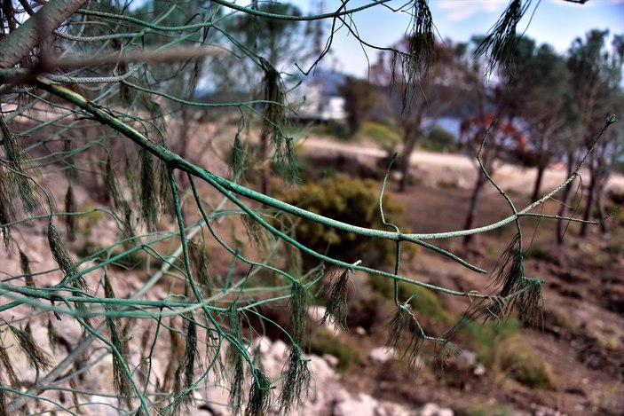 Bodrum'da yeşile boyanan ağaçlar tutmayınca kesildi