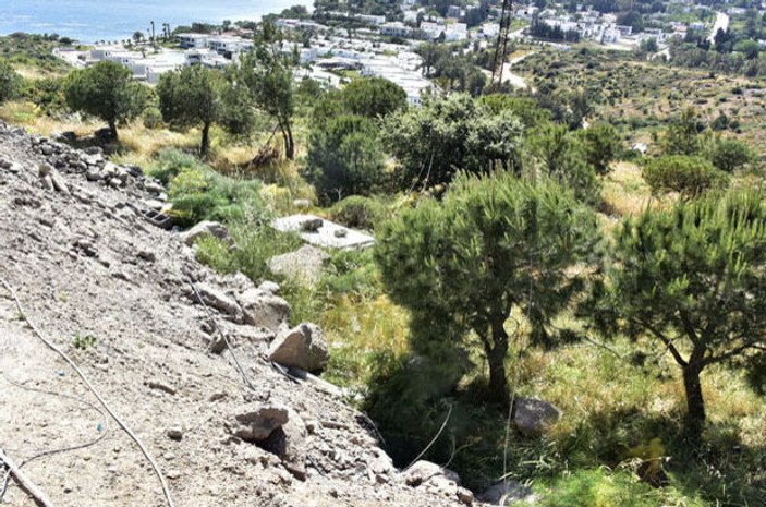 Bodrum'da yeşile boyanan ağaçlar tutmayınca kesildi