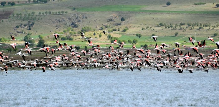 Burdur'da flamingolar ziyaretçilerini bekliyor