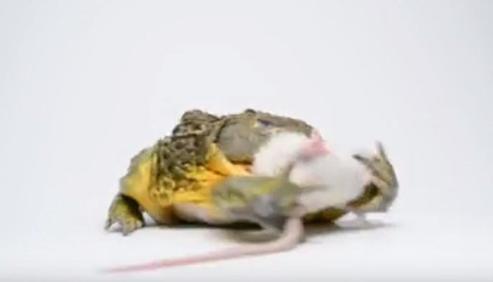 Kurbağa fareyi tek hamlede yuttu İZLE