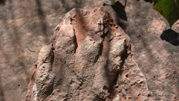 İspanya'da 230 milyon yıllık ayak izi fosili bulundu