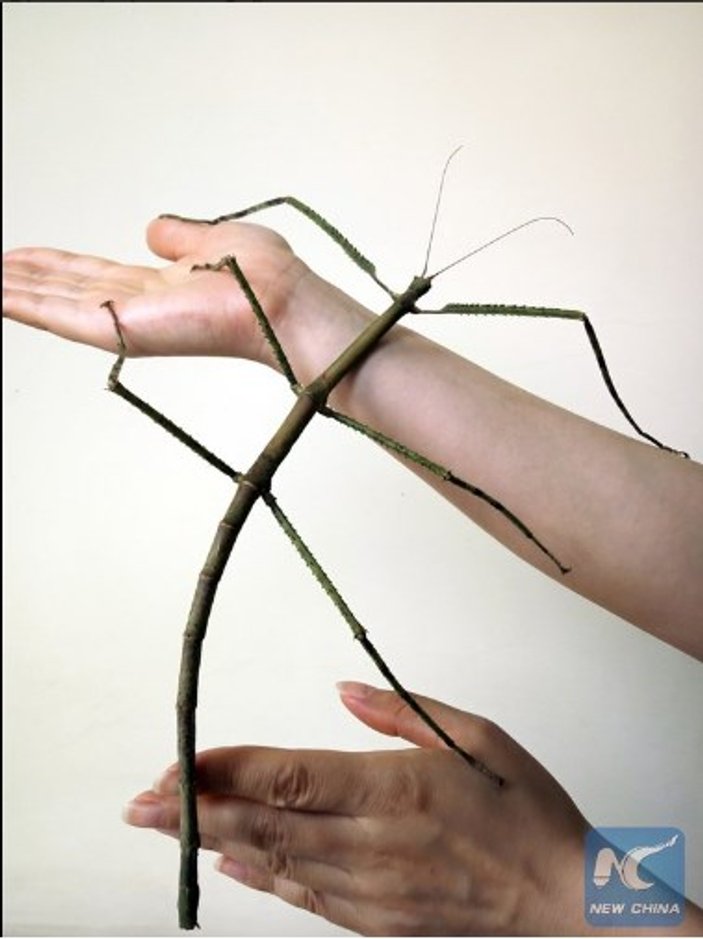 Çin’de dünyanın en uzun böceği bulundu