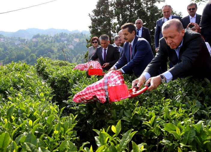 Cumhurbaşkanı Erdoğan Rize'de çay kesti