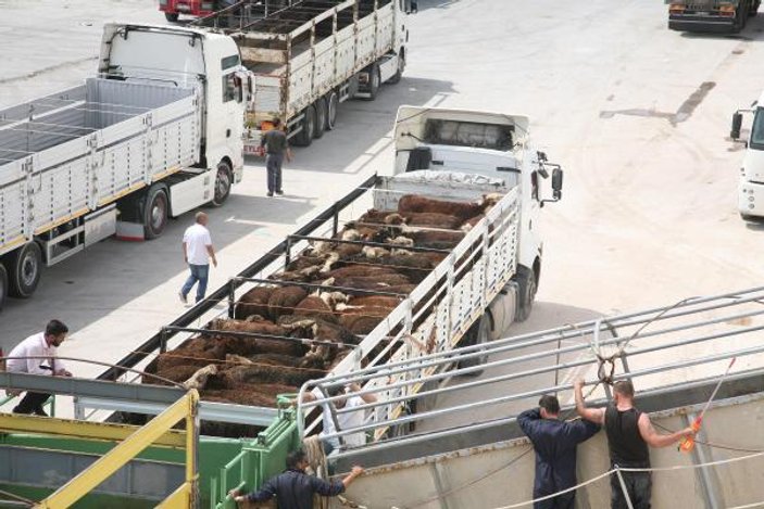 İzmir Limanı'na turist değil sığır geldi