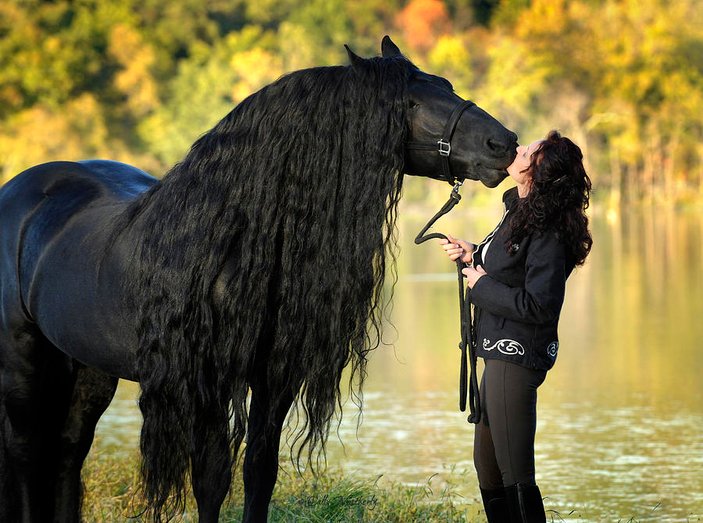 Dünyanın en yakışıklı atı