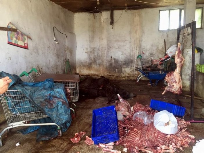 Aydın'da 5 ton domuz eti ele geçirildi