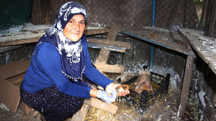 Bu tavuklar altın değerinde