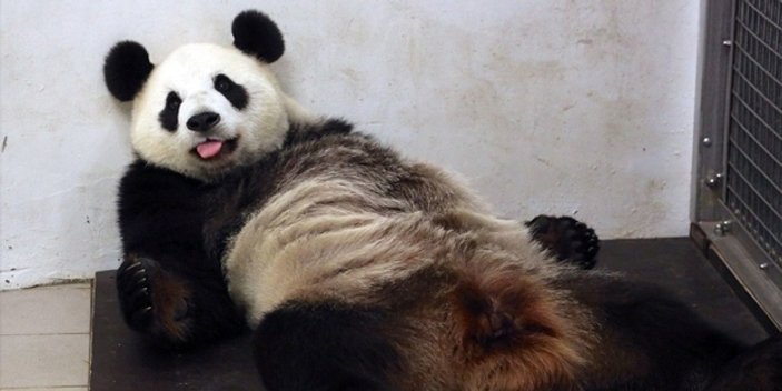 Doğumda yorulan panda bayıldı
