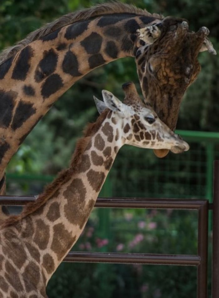 9 yıldır yalnız olan zürafa Şakir'e eş bulundu