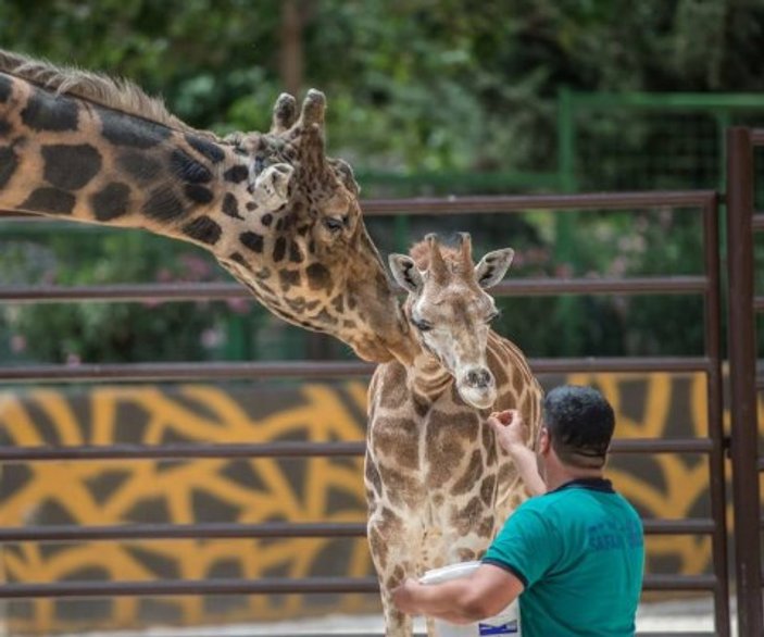 9 yıldır yalnız olan zürafa Şakir'e eş bulundu