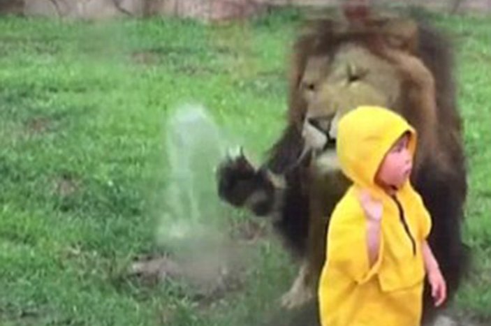 Japonya'da aslan iki yaşındaki çocuğa saldırdı