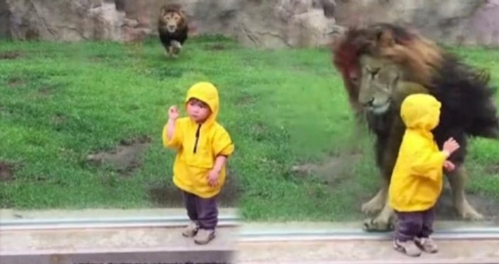Japonya'da aslan iki yaşındaki çocuğa saldırdı