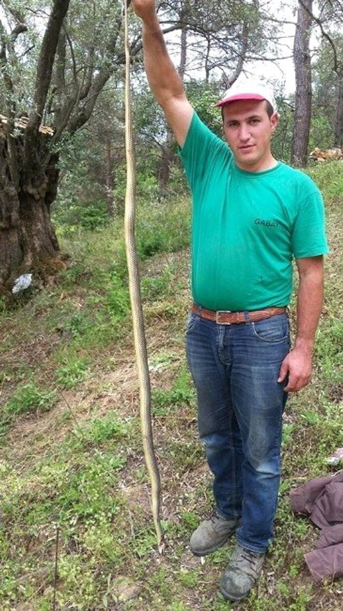 Aydın'da bahçeleri yılan bastı
