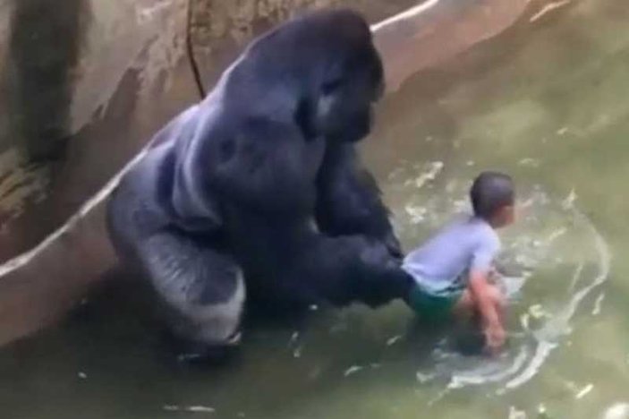 Gorilin öldürülmesi olayında anne suçsuz bulundu