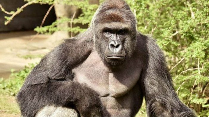Gorilin öldürülmesi olayında anne suçsuz bulundu