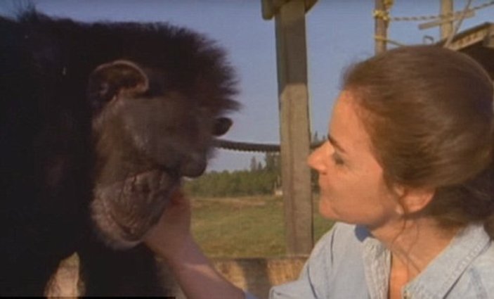 Şempanze ile 25 yıl sonra buluştu