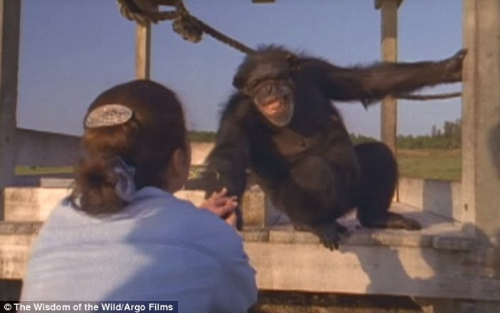 Şempanze ile 25 yıl sonra buluştu