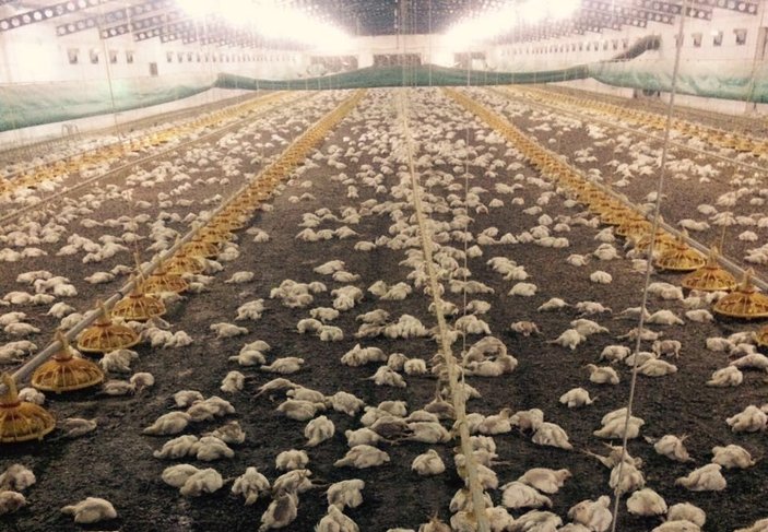 Sakarya'da 28 bin tavuk havasızlıktan telef oldu