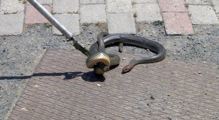 Kocaeli'de yılan paniği