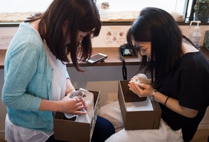 Japonya'da kirpilerle vakit geçirmek için para veriyorlar