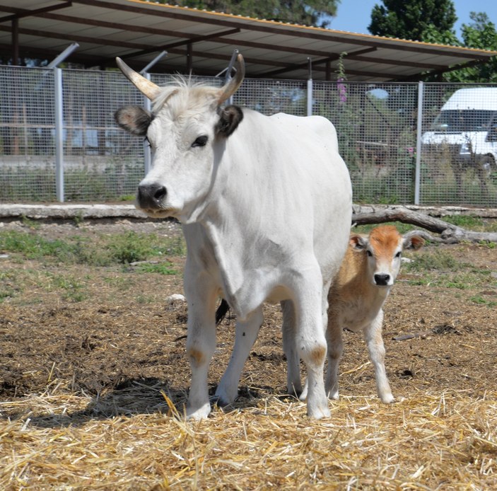 Klonlama sonucu dünyaya gelen ineklerin torunları oldu