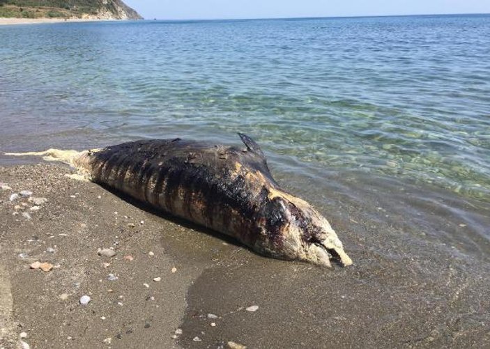 Antalya'da dev balina ölüsü karaya vurdu