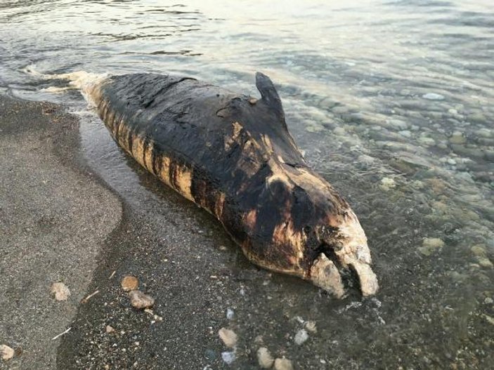 Antalya'da dev balina ölüsü karaya vurdu