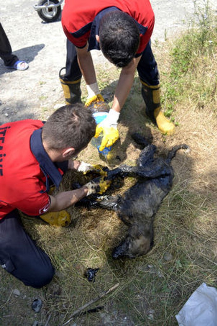 Zonguldak'ta köpek yavrusu zifte yapıştı