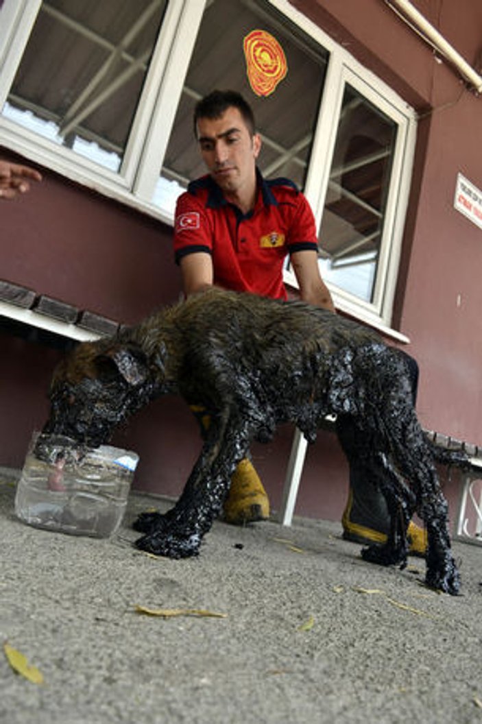 Zonguldak'ta köpek yavrusu zifte yapıştı