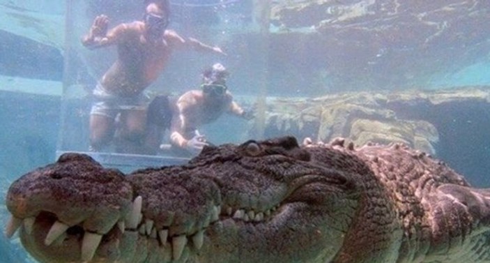 Cesur turistler 165 dolara timsahla burun buruna yüzdü