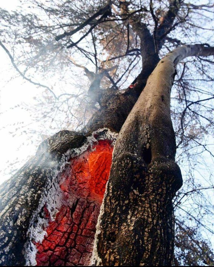 Adrasan'daki yangında ormanlar kül oldu