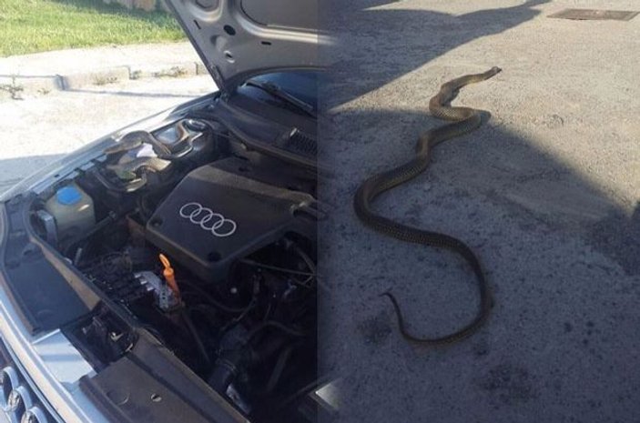 Bolu'da otomobilin motoruna yılan girdi