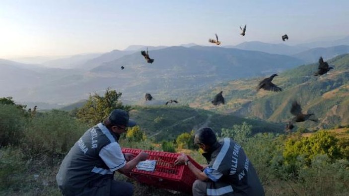 Zonguldak’ta doğaya 1500 keklik salındı