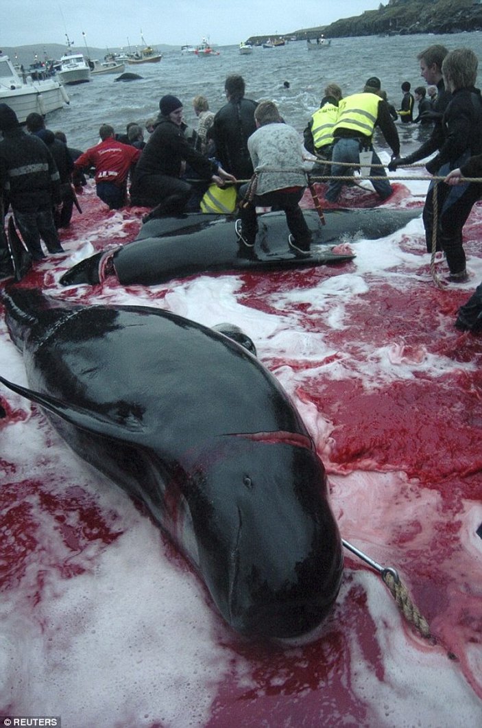 Faroe Adaları'nda geleneksel balina katliamı VİDEO