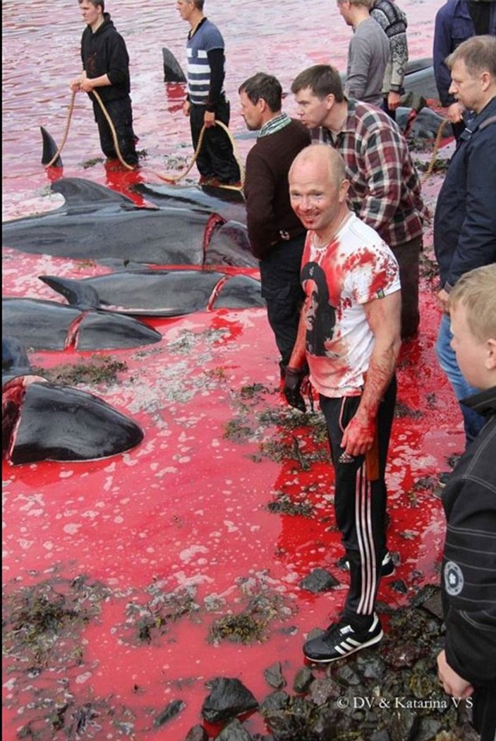 Faroe Adaları'nda geleneksel balina katliamı VİDEO