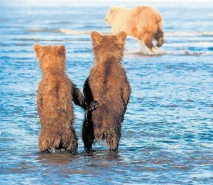 Yavru ayılar el ele avı bekledi