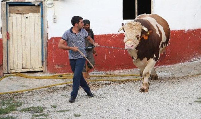 2 bin 207 kiloluk boğa