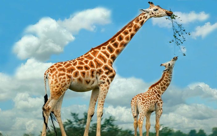 Zürafaların 4 türü olduğu ortaya çıktı
