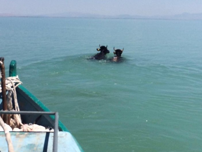 Konya'da kaçak kurbanlıklar göle atladı