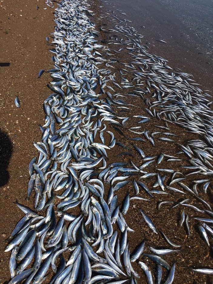 Bozcaada'da balıklar karaya vurdu