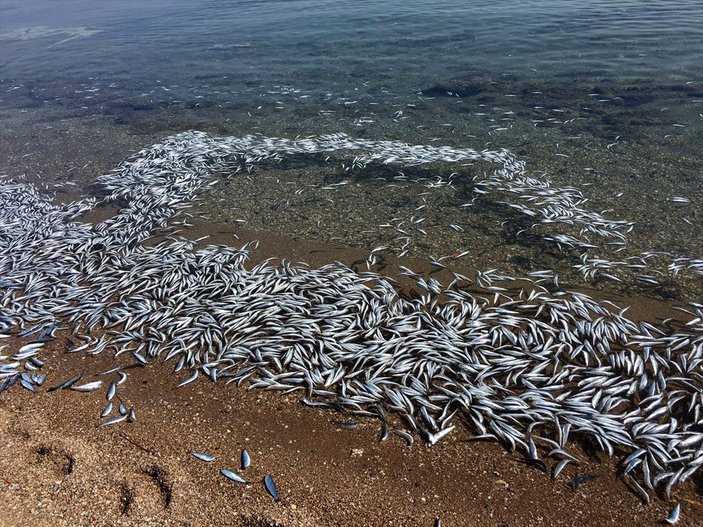 Bozcaada'da balıklar karaya vurdu