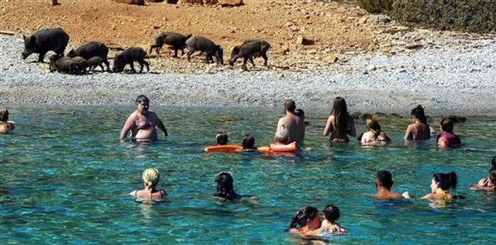 Bodrum'da domuzlar yine sahile indi